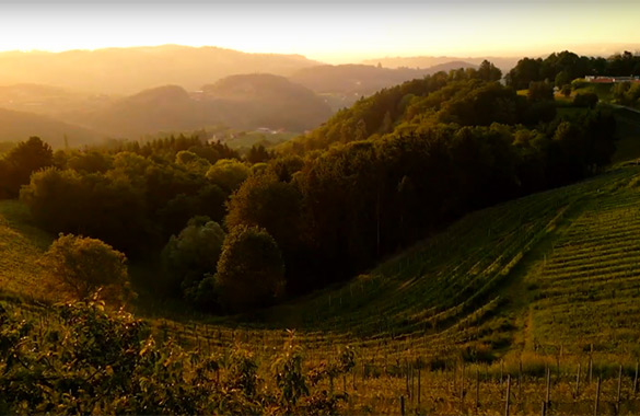 Wein&Stein Südsteiermark - Vom Urmeer zum Weinberg